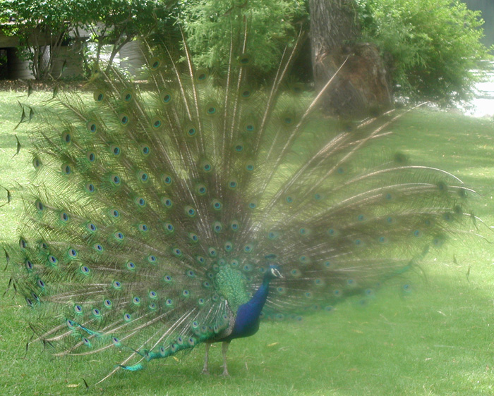 Peacock Picture